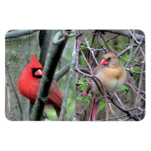 Ímã Magneta flexível de par cardinário