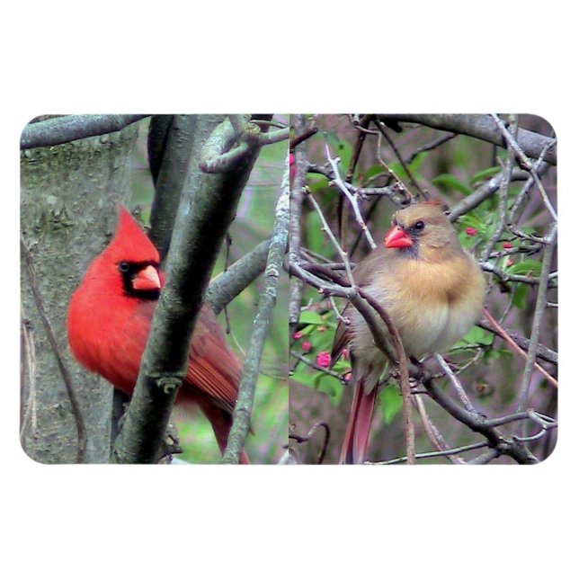 Ímã Magneta flexível de par cardinário (Horizontal)