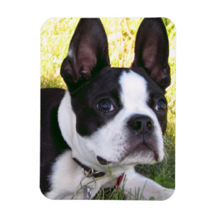 Ímã Magneta flexível de pup Boston Terrier