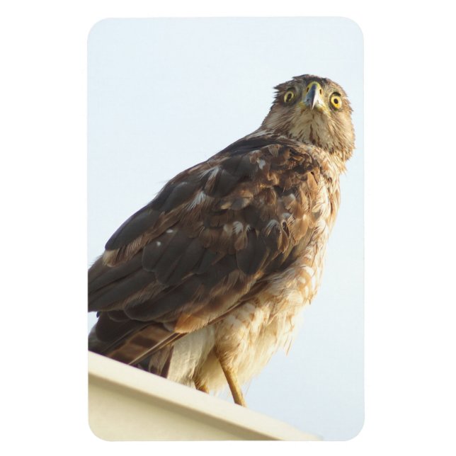 Ímã Magneta flexível do Hawk com pontilhamento vermelh (Vertical)