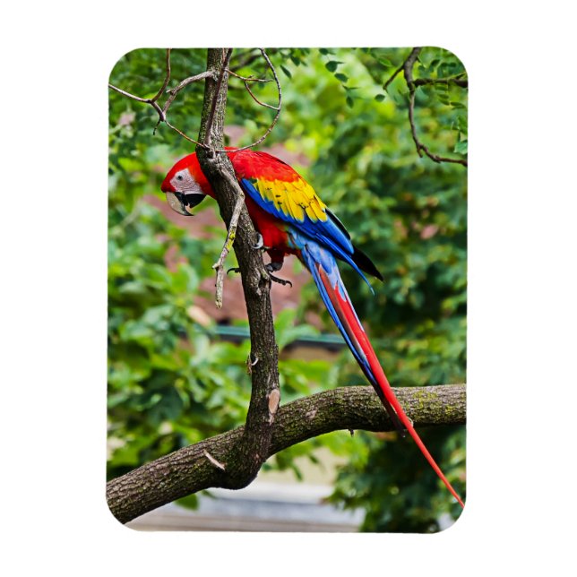 Ímã Magneta flexível Red Macaw (Vertical)