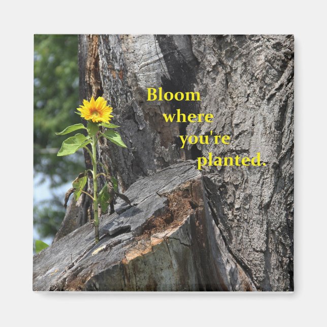 Imã magneta - floresça onde você está plantado (Frente)