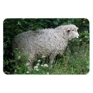 Ímã Magneta Gelada E Bonita De Ovino