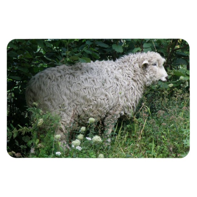 Ímã Magneta Gelada E Bonita De Ovino (Horizontal)