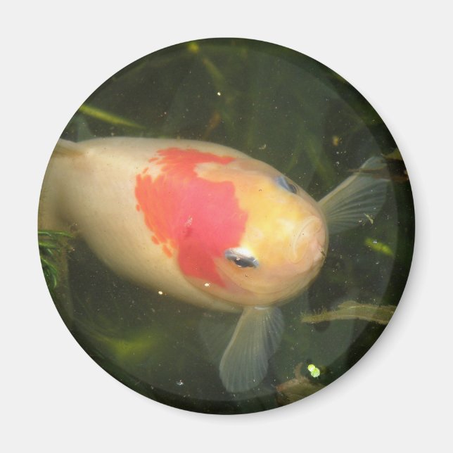 Imã Magneta Goldfish (Frente)