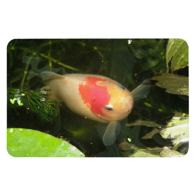 Ímã Magneta Goldfish Premium (Horizontal)