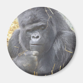Imã Magneta Gorilla Pensada