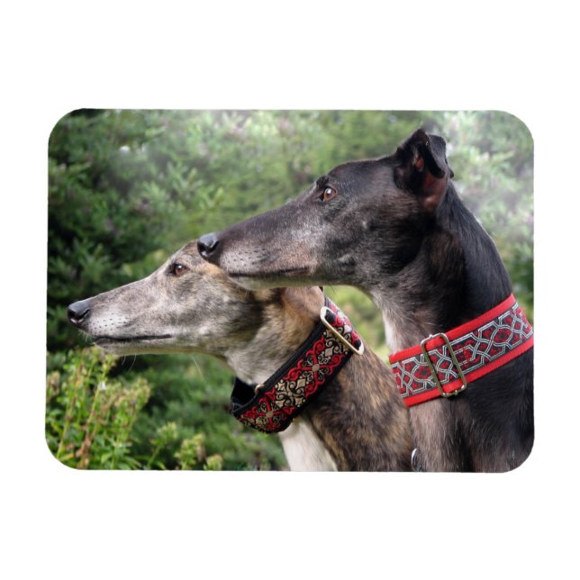 Ímã Magneta Greyhound de Alice e Sombra (Horizontal)