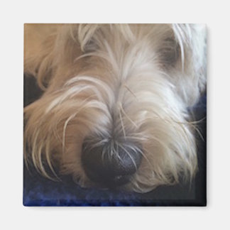 Imã magneta Griffon Grande Basset