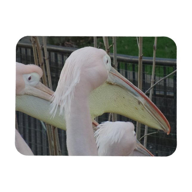 Ímã Magneta Herons 3"x4" (Horizontal)