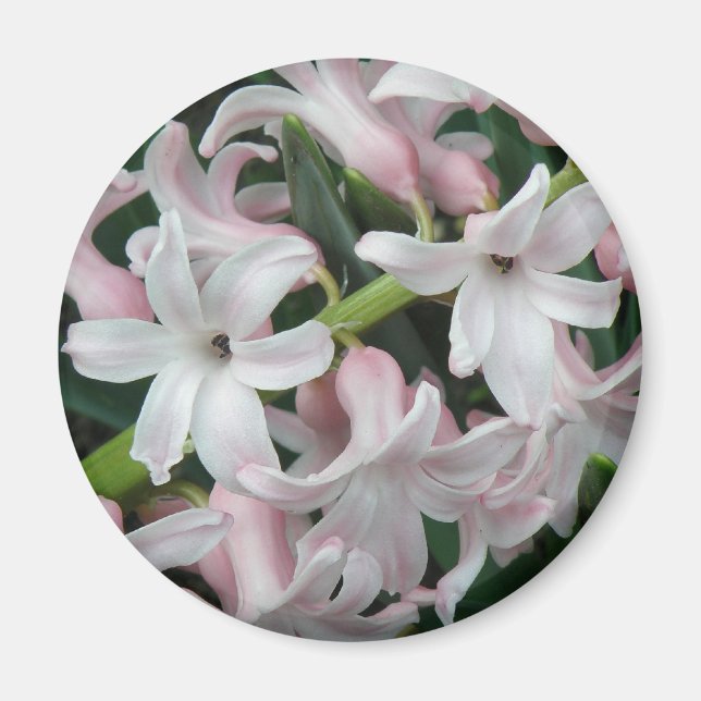 Imã Magneta Hyacinths (Frente)