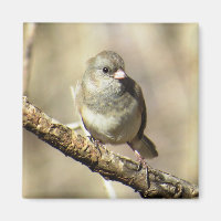 Magneta Junco de Olhos Escuros