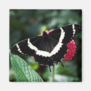 Imã Magneta Lolipop Butterfly