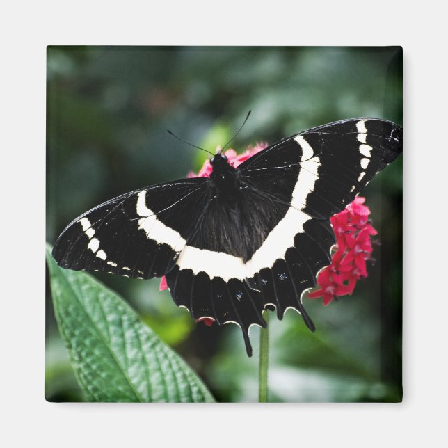 Imã Magneta Lolipop Butterfly (Frente)