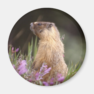 Imã Magneta Marmot Amarelo