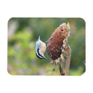 Ímã Magneta Nuthatch com fome