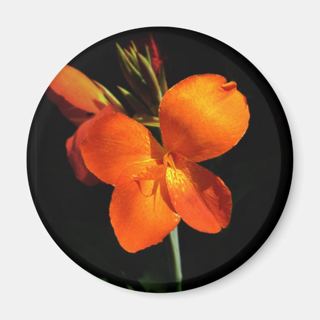 Imã Magneta Orquídea Azzling (Frente)