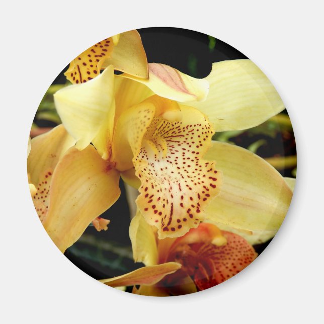 Imã Magneta Orquídea de Cymbidium Amarelo-clara (Frente)