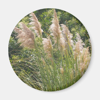 Imã Magneta Pampas