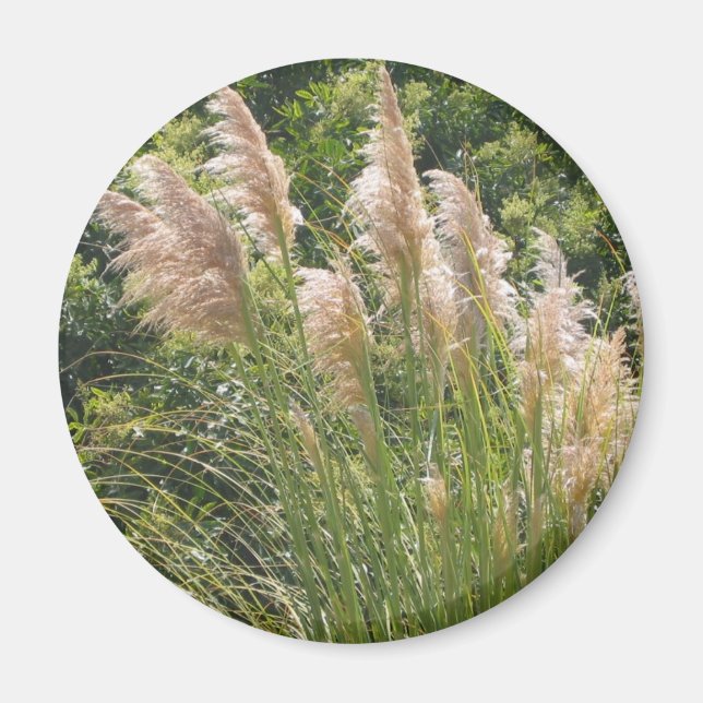 Imã Magneta Pampas (Frente)