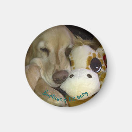 Imã Magneta pequena, redonda Barticus e Girafa