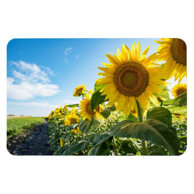 Ímã Magneta plana 4x6 (Horizontal)