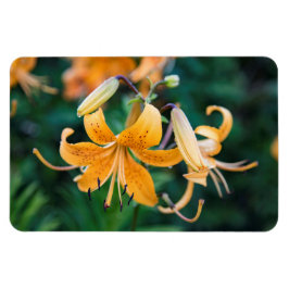 Ímã Magneta plana 4x6