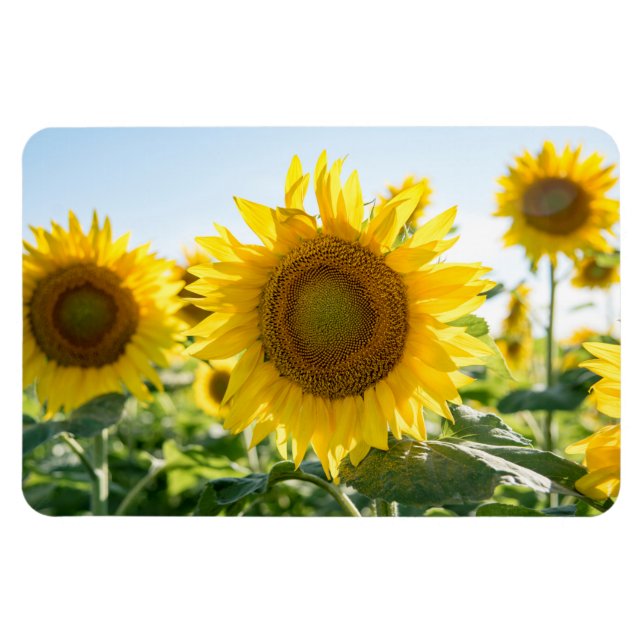 Ímã Magneta plana 4x6 (Horizontal)