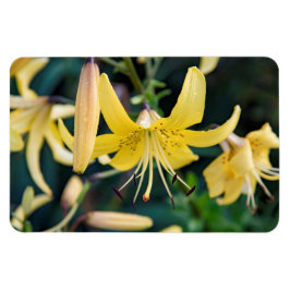 Ímã Magneta plana 4x6