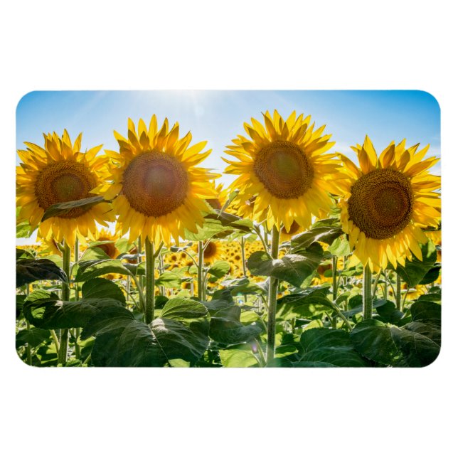 Ímã Magneta plana 4x6 (Horizontal)