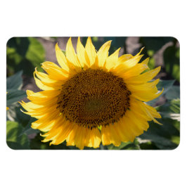 Ímã Magneta plana 4x6