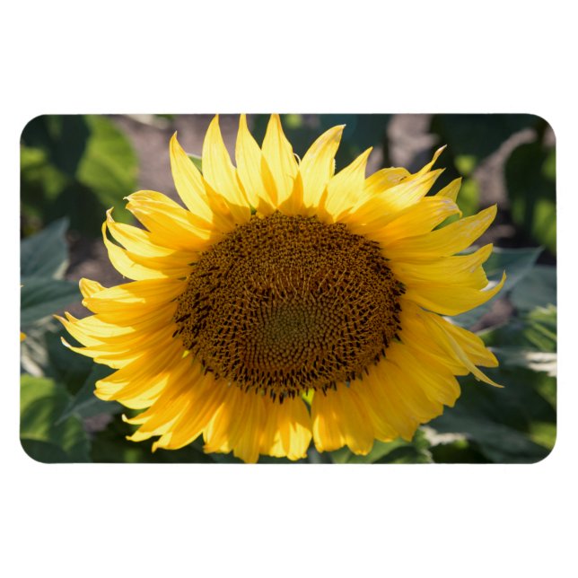 Ímã Magneta plana 4x6 (Horizontal)