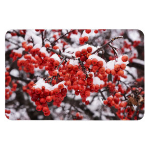 Ímã Magneta plana 4x6