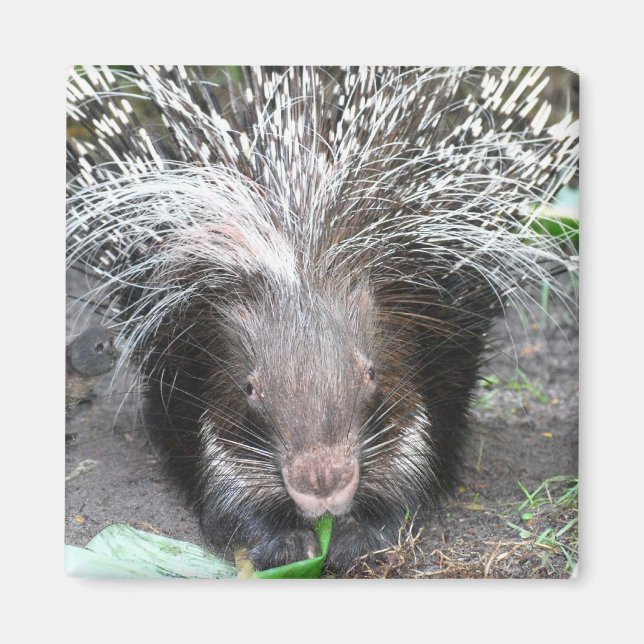 Imã Magneta Porcupine Enchida (Frente)