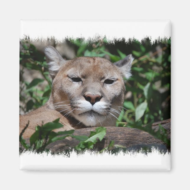 Imã Magneta Predator de Cougar (Frente)