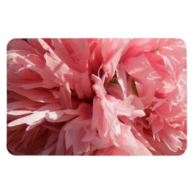 Ímã Magneta Premium, cor-de-rosa, bonito (Horizontal)