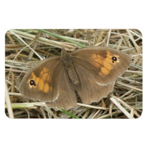 Ímã Magneta Premium de Borboleta Marrom-prada-das-mulh