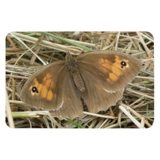 Ímã Magneta Premium de Borboleta Marrom-prada-das-mulh (Horizontal)