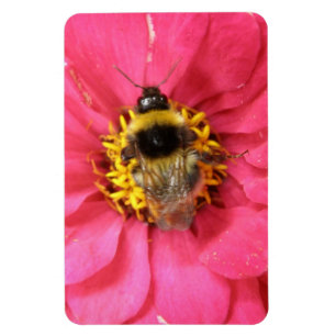 Ímã Magneta Premium de Bumblebee