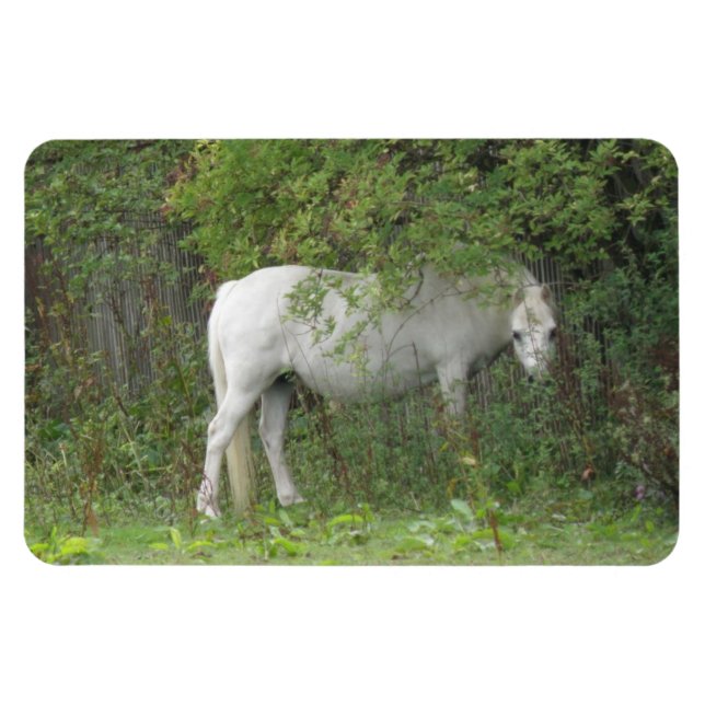 Ímã Magneta Premium de Cavalo Branco Tímido (Horizontal)