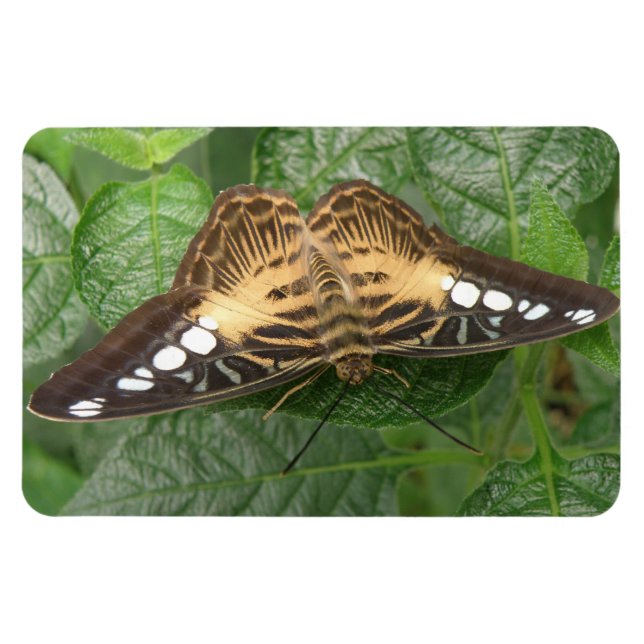 Ímã Magneta Premium de Clipper Tropical bonito (Horizontal)