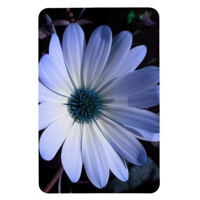 Ímã Magneta Premium de Daisy Flor Azul (Vertical)