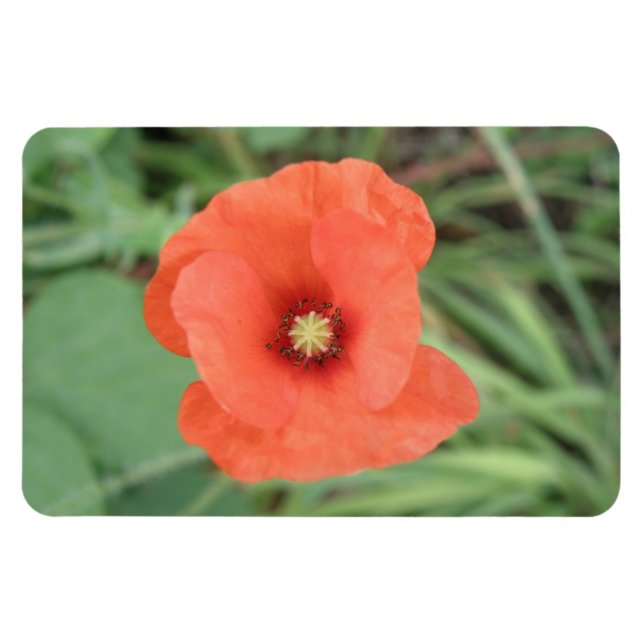 Ímã Magneta Premium de Flor Selvagem (Horizontal)