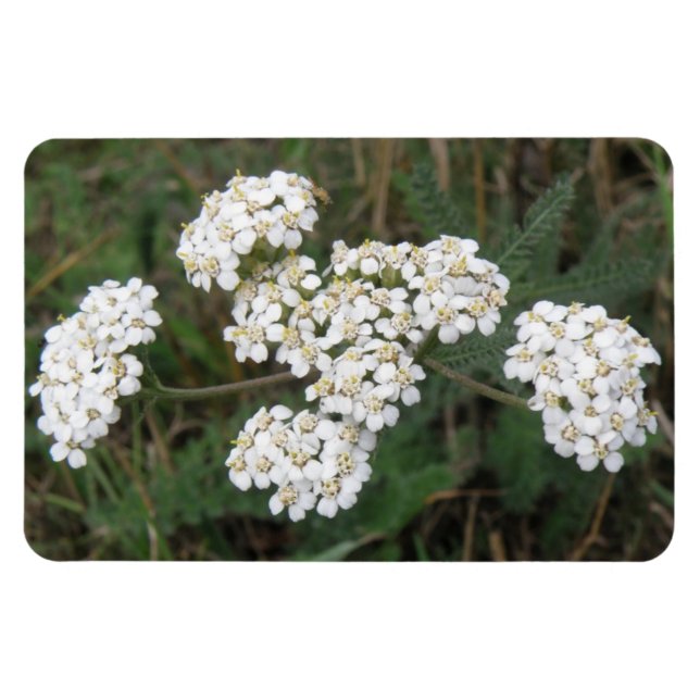 Ímã Magneta Premium de Flores Brancas (Horizontal)