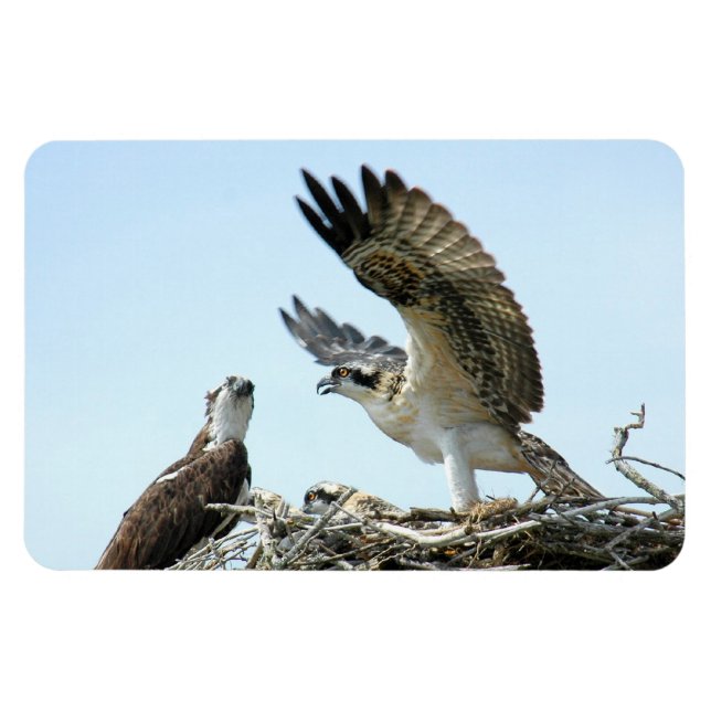 Ímã Magneta Premium Flexi para Osprey ou família hawk (Horizontal)