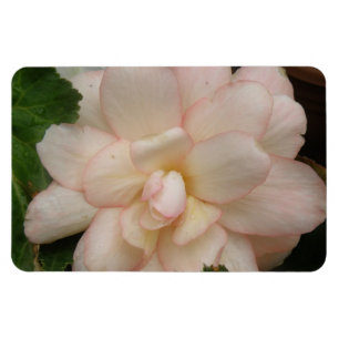 Ímã Magneta Premium Flor da Begônia Branca