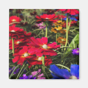 Imã Magneta Primavera iridescente