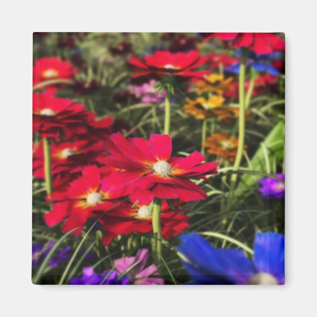 Imã Magneta Primavera iridescente (Frente)