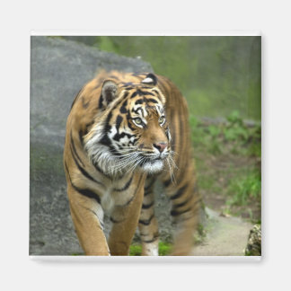 Imã Magneta quadrada