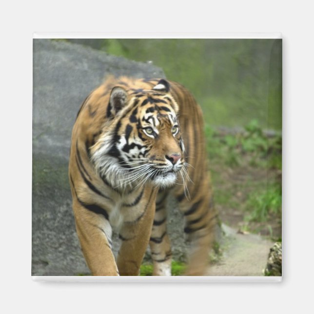 Imã Magneta quadrada (Frente)